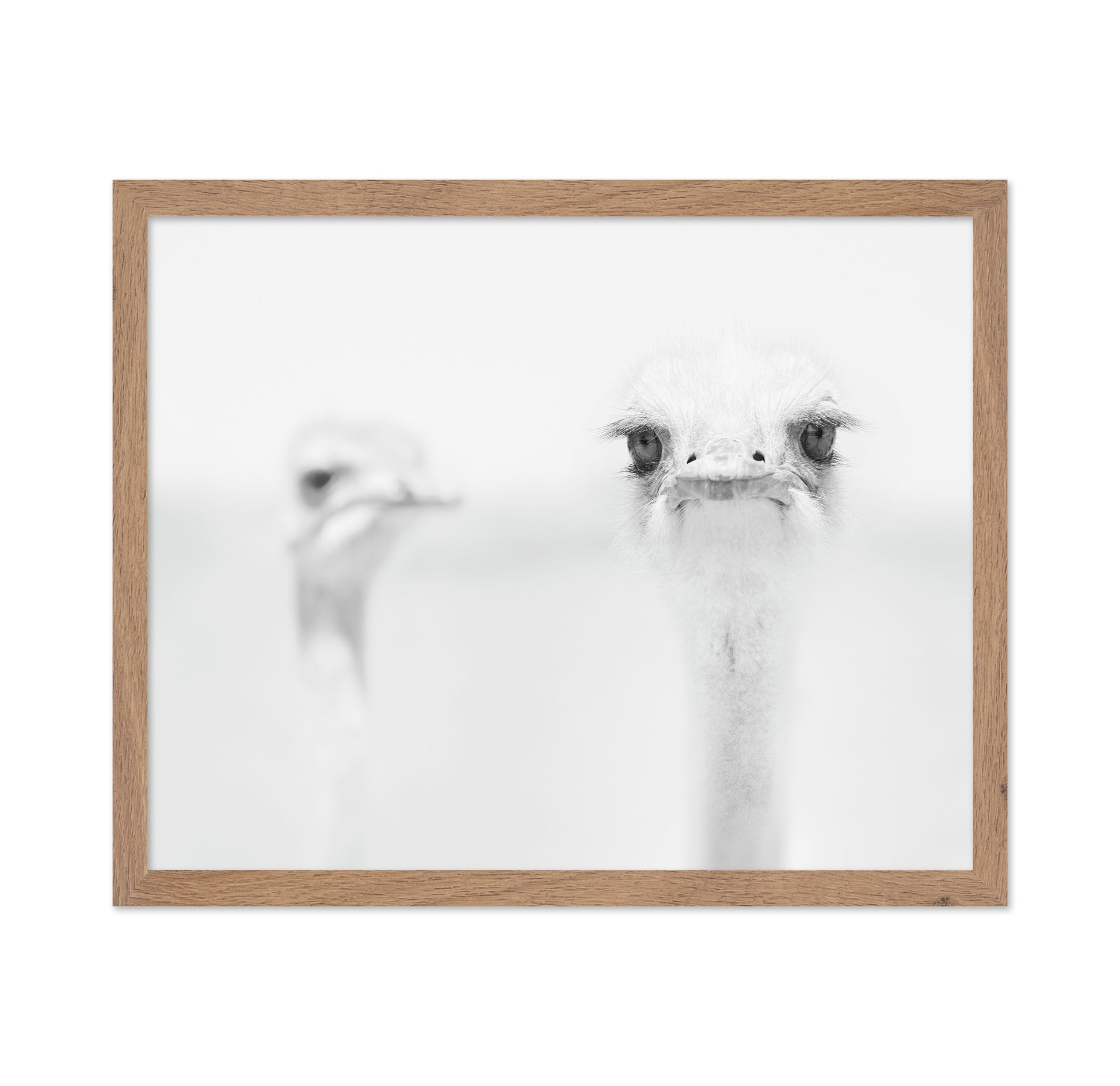 Funny Ostrich