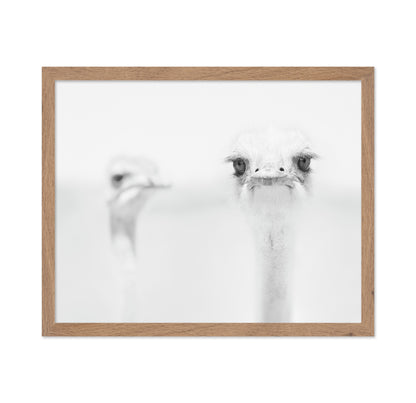 Funny Ostrich