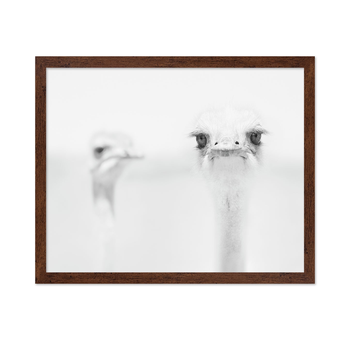 Funny Ostrich