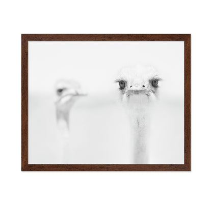 Funny Ostrich