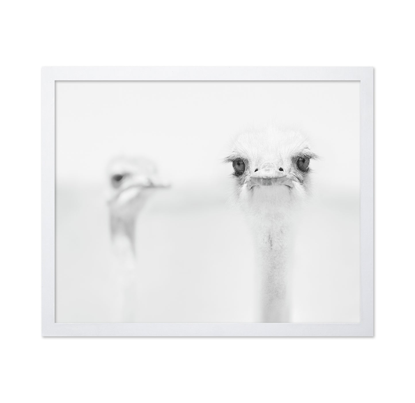Funny Ostrich