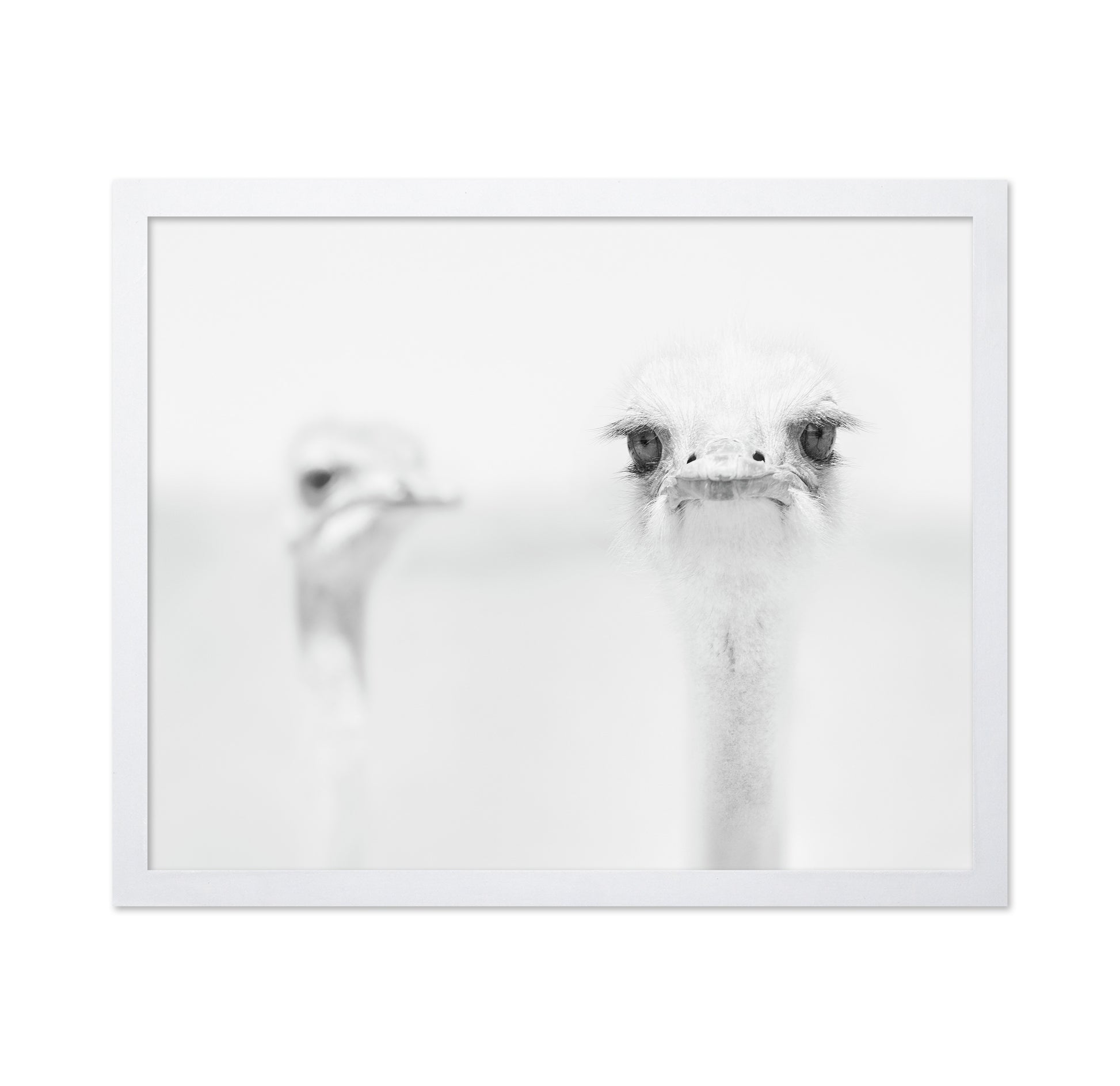 Funny Ostrich