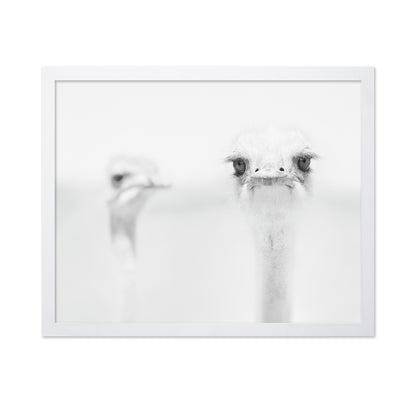 Funny Ostrich