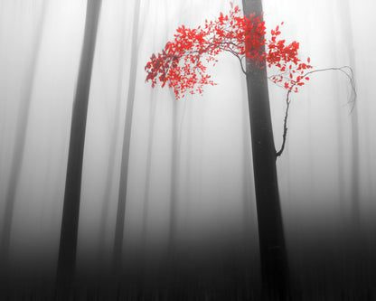 Red Forest Mist No1