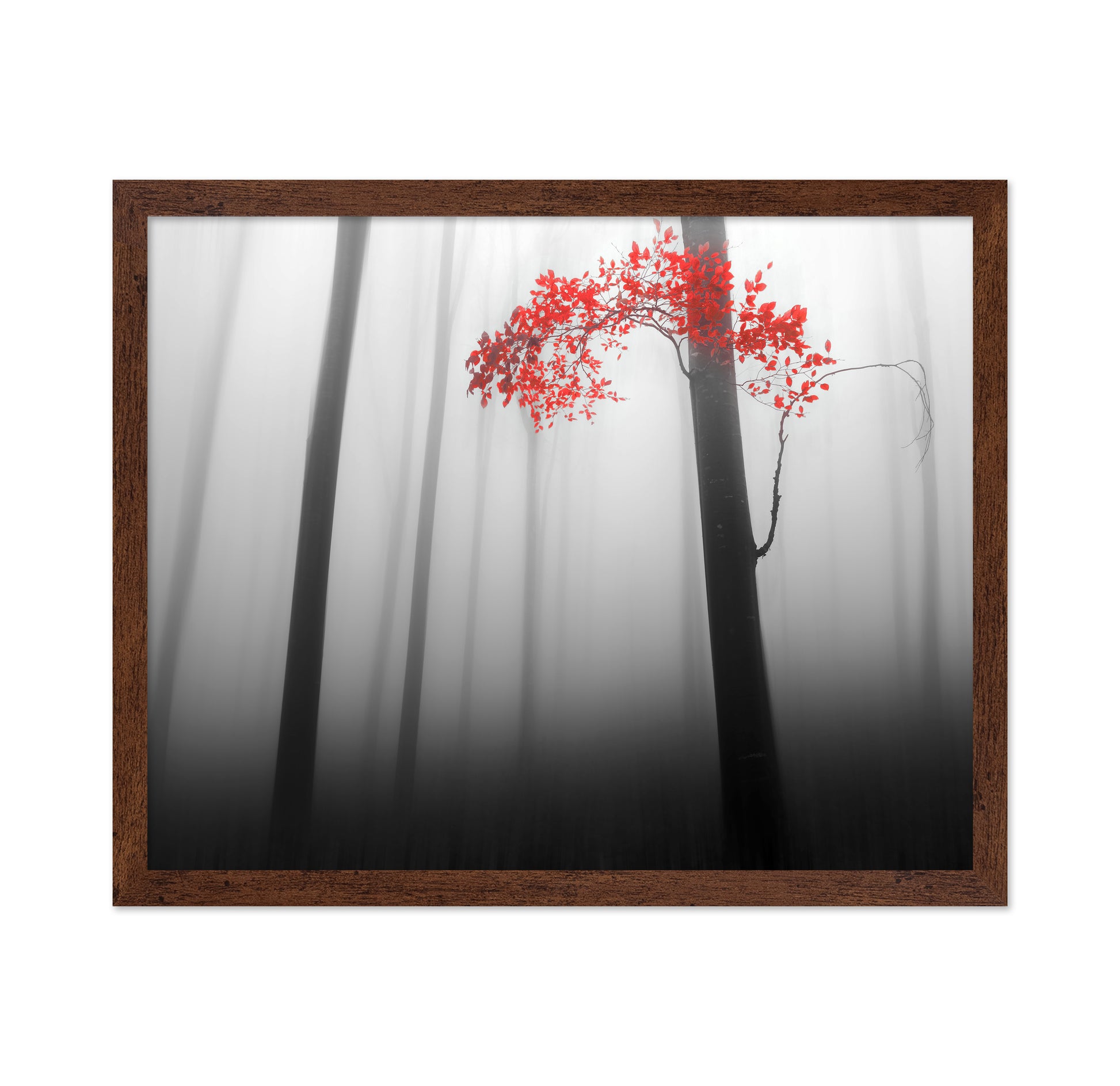 Red Forest Mist No1