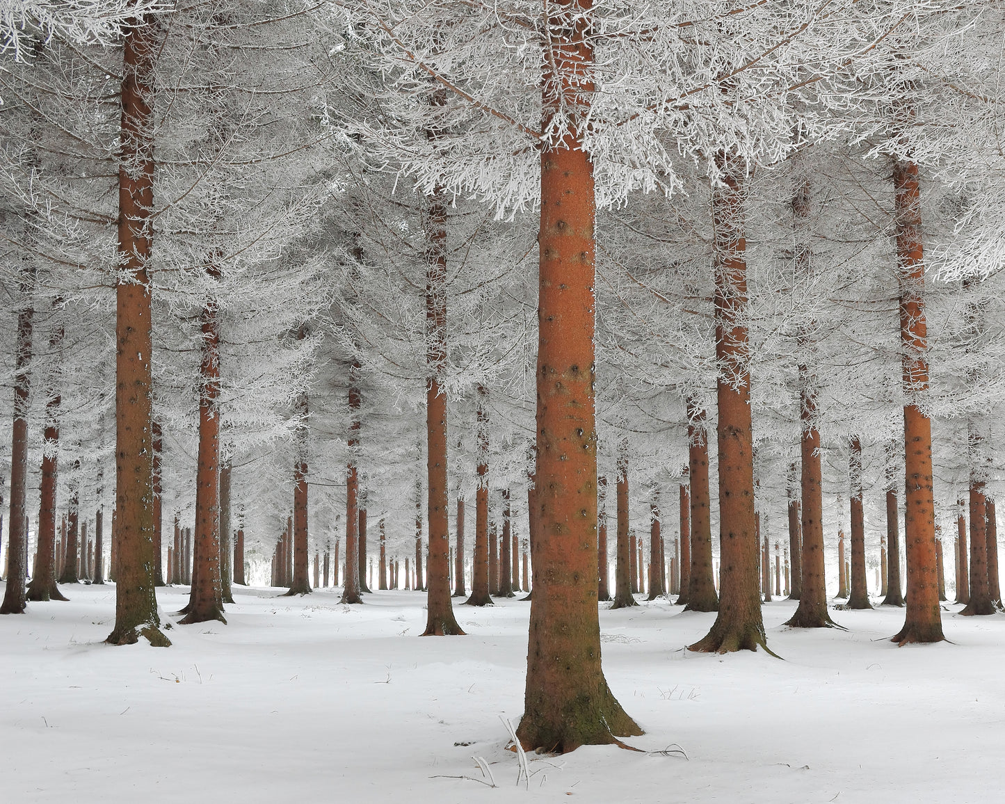 Magical Forest