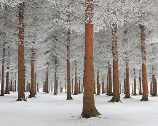Magical Forest