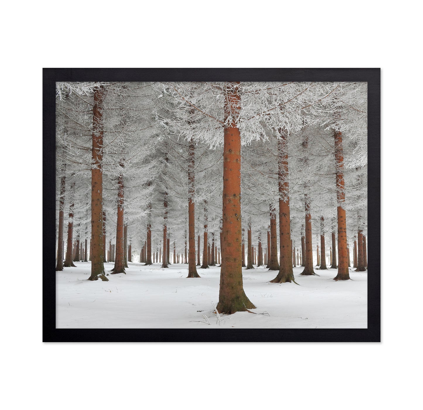 Magical Forest