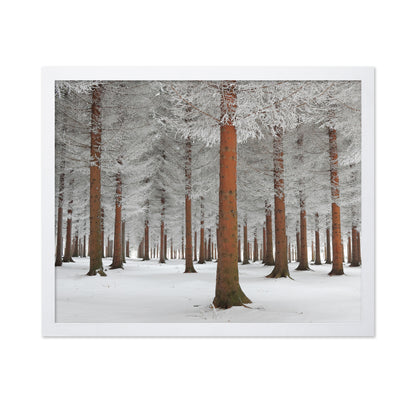 Magical Forest