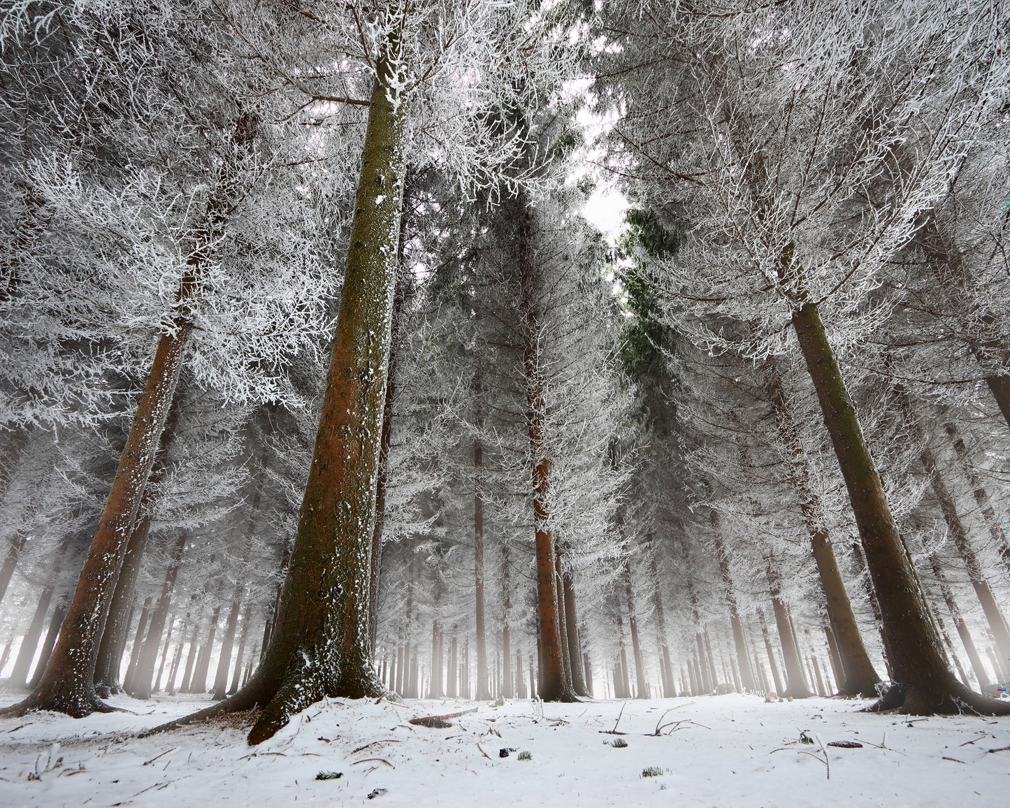 Morning In The Forest