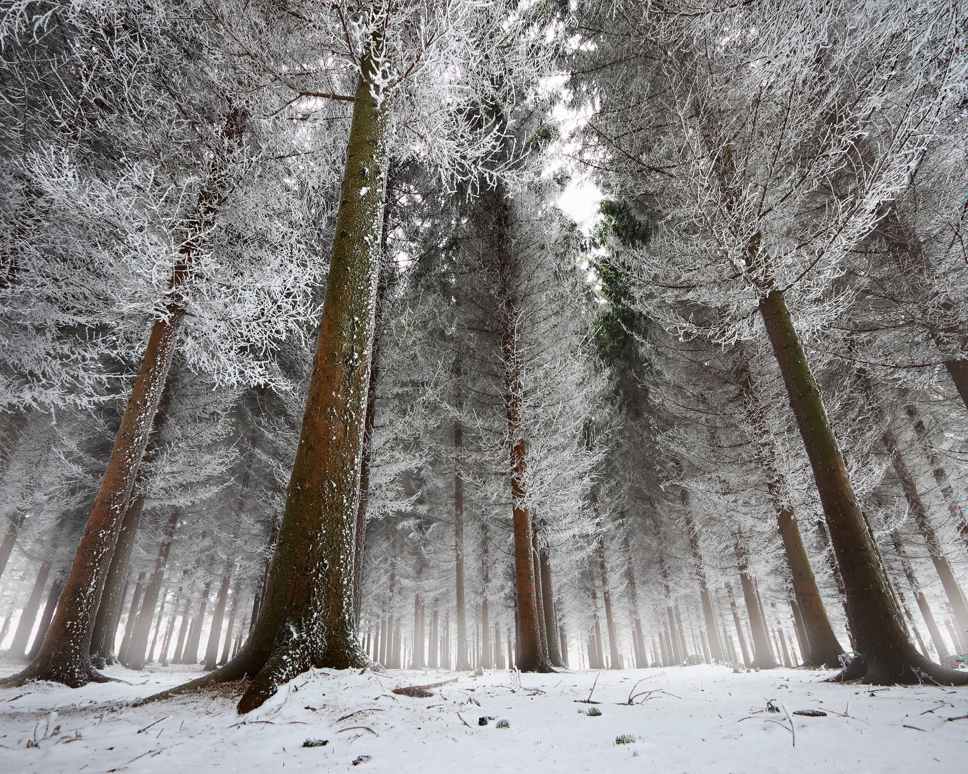 Morning In The Forest