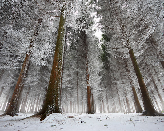 Morning In The Forest