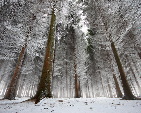 Morning In The Forest