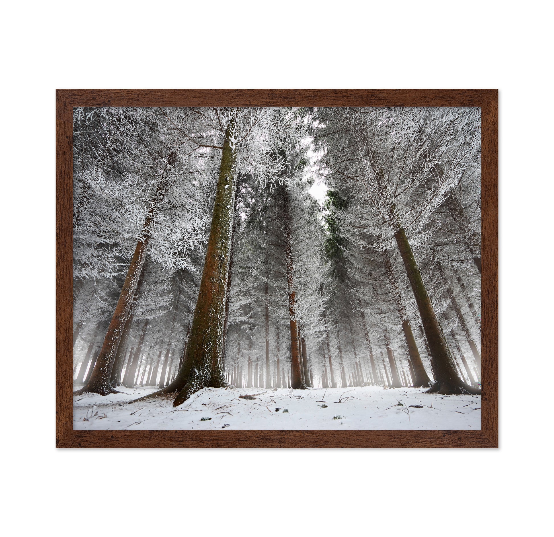 Morning In The Forest