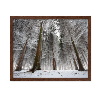 Morning In The Forest