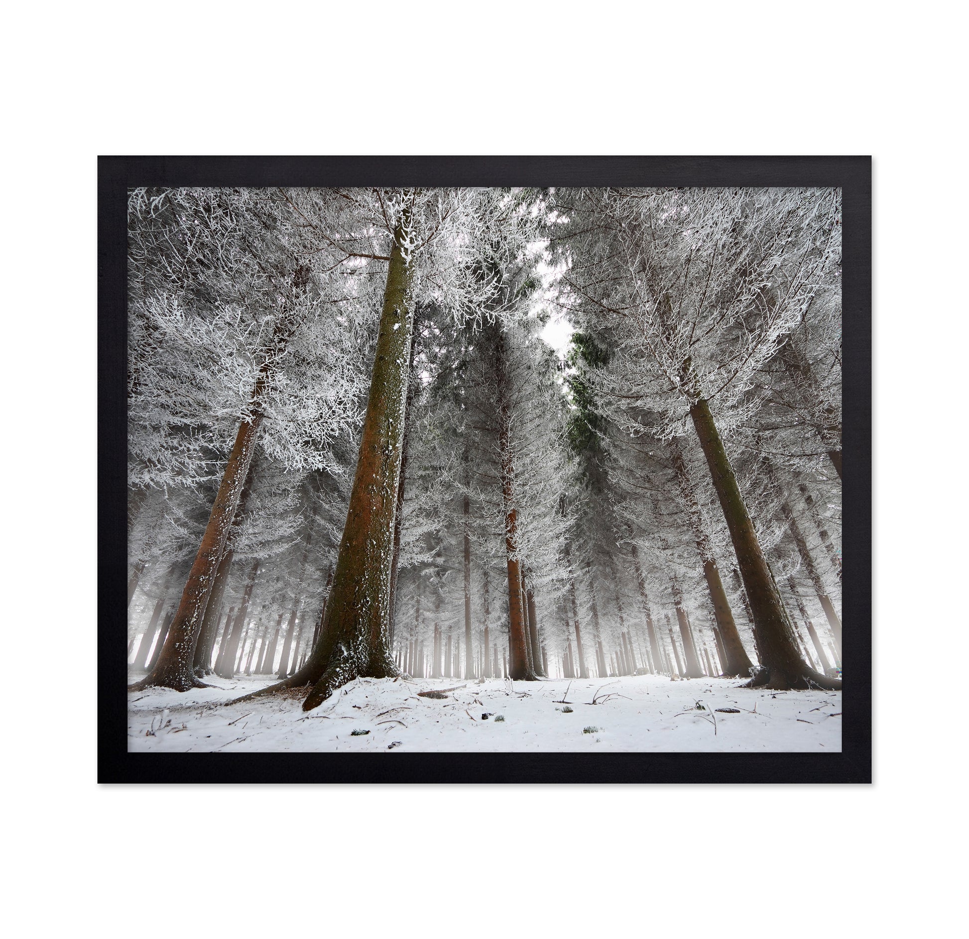Morning In The Forest