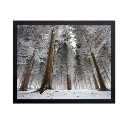 Morning In The Forest