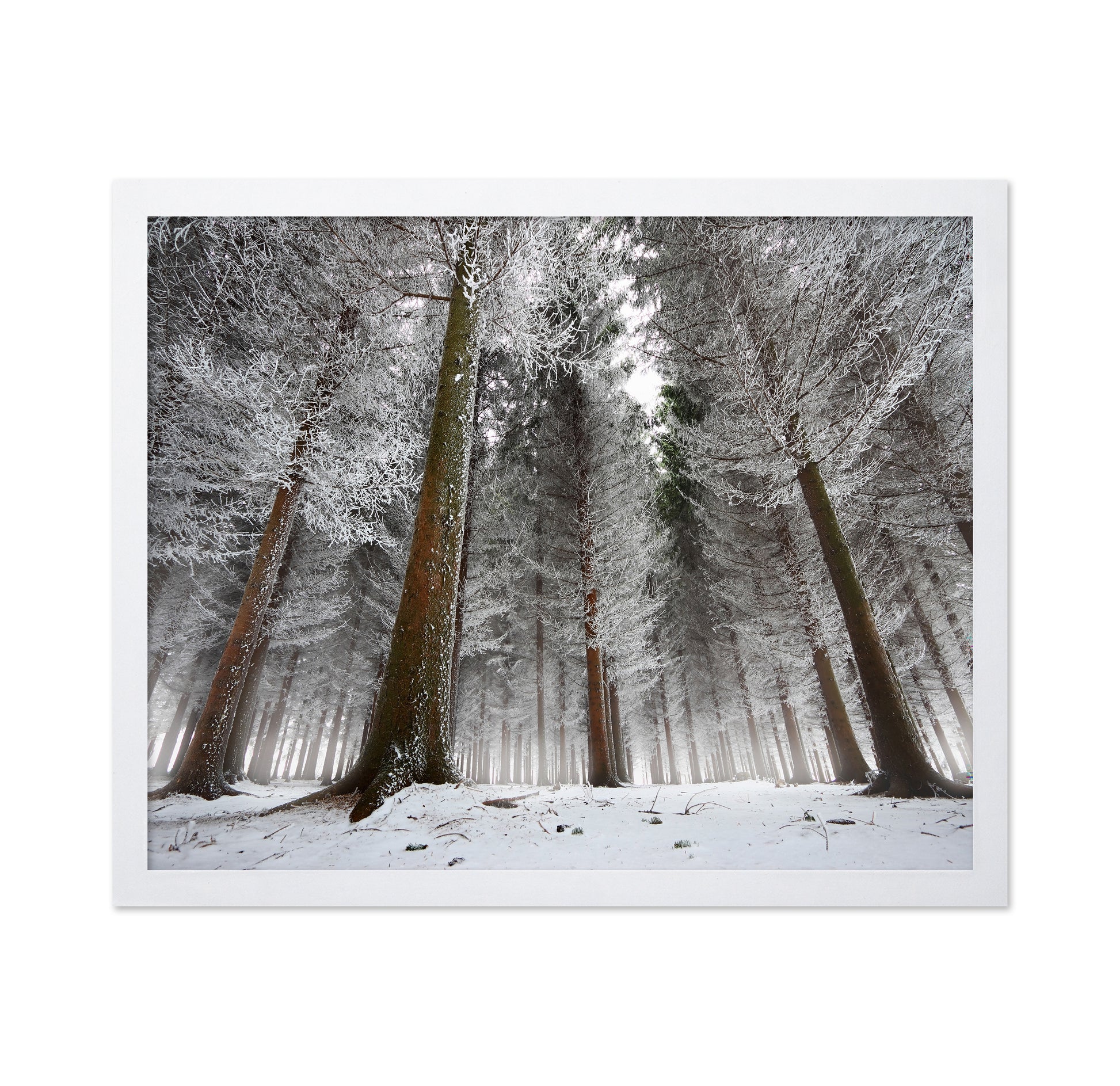 Morning In The Forest
