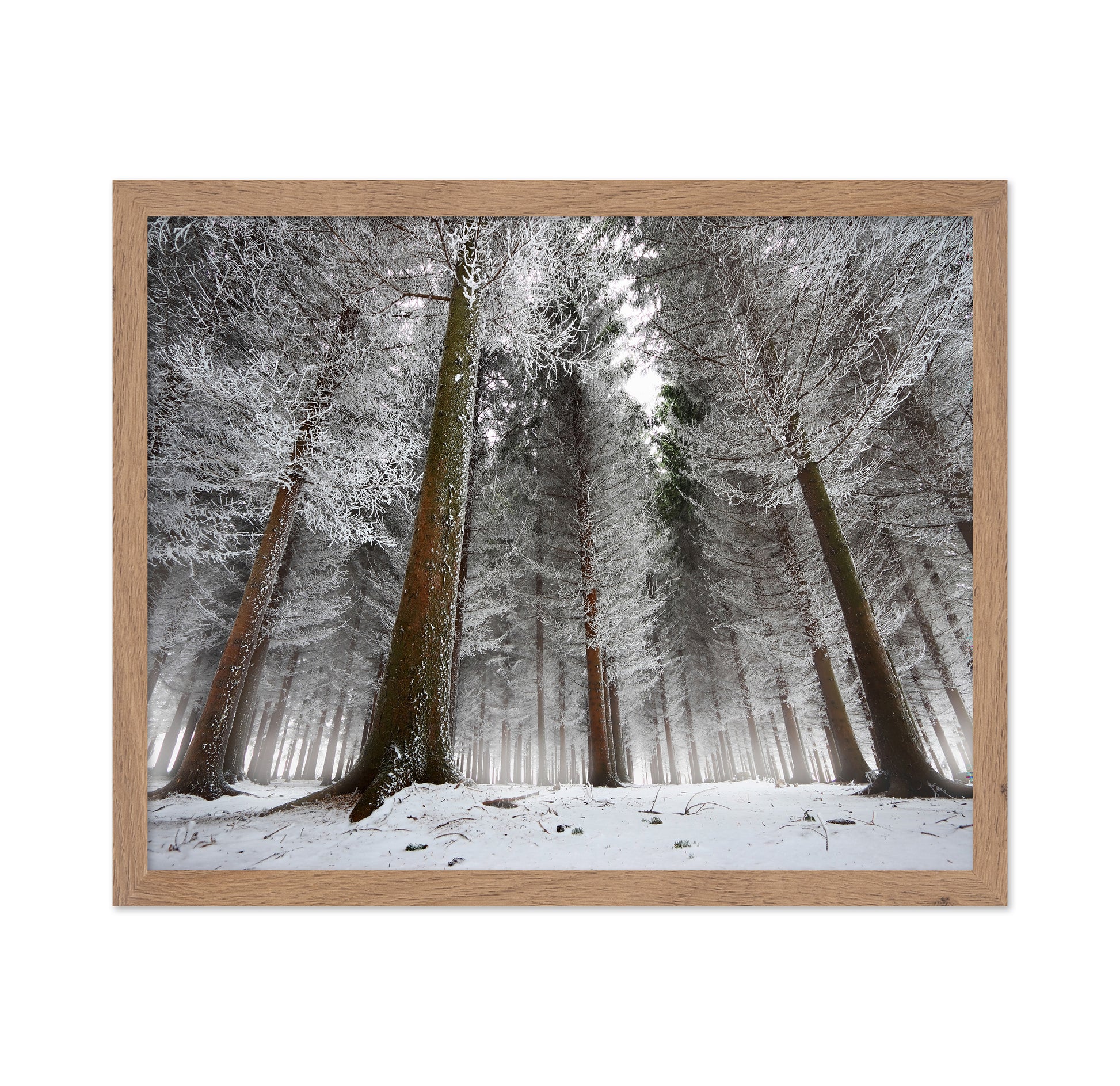 Morning In The Forest