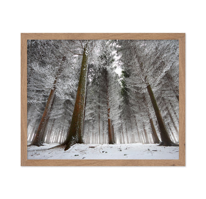 Morning In The Forest