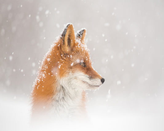 Snowy Fox Serenity