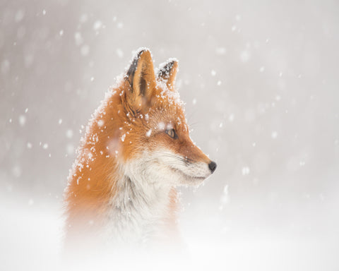 Snowy Fox Serenity