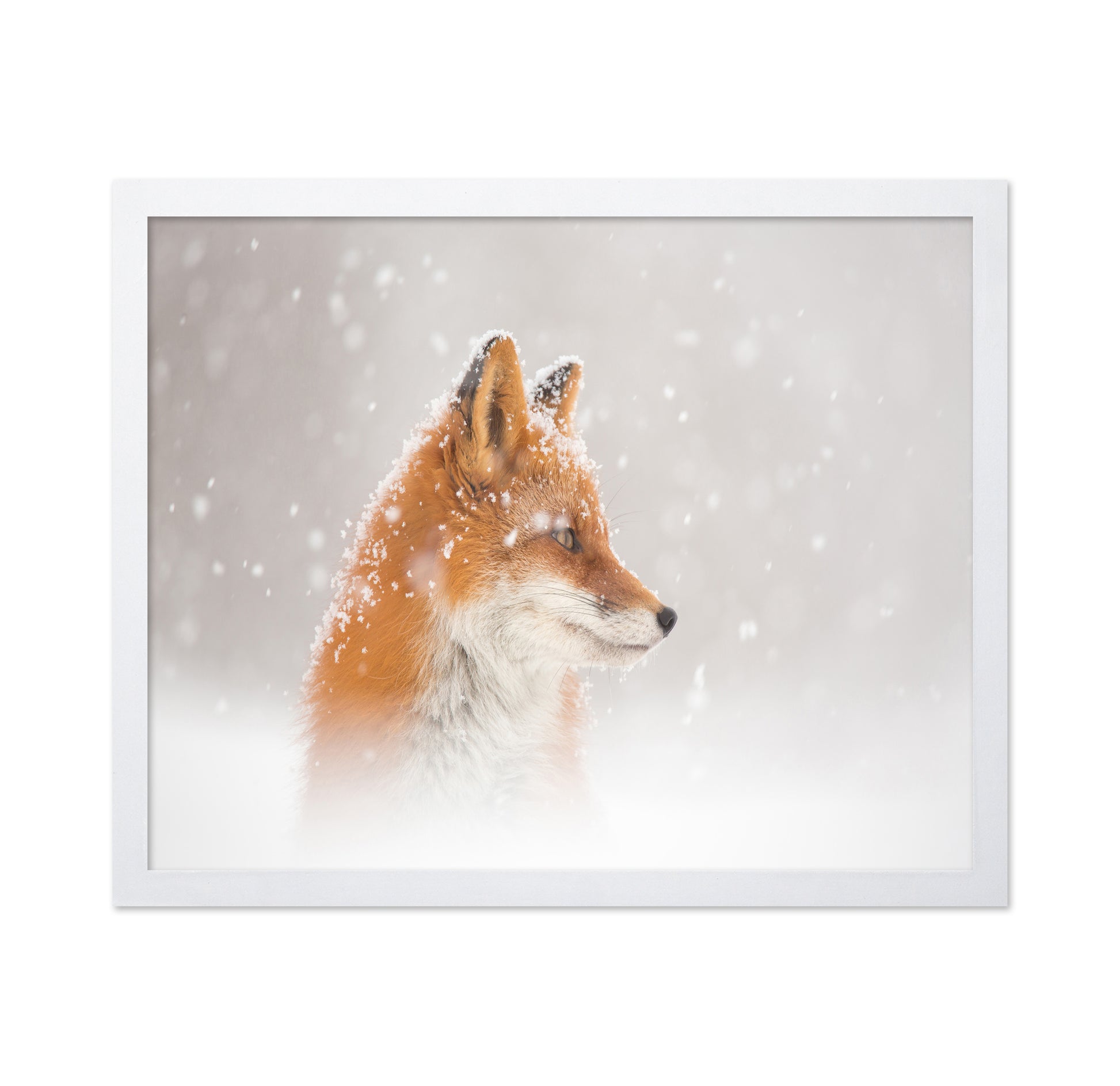 Snowy Fox Serenity