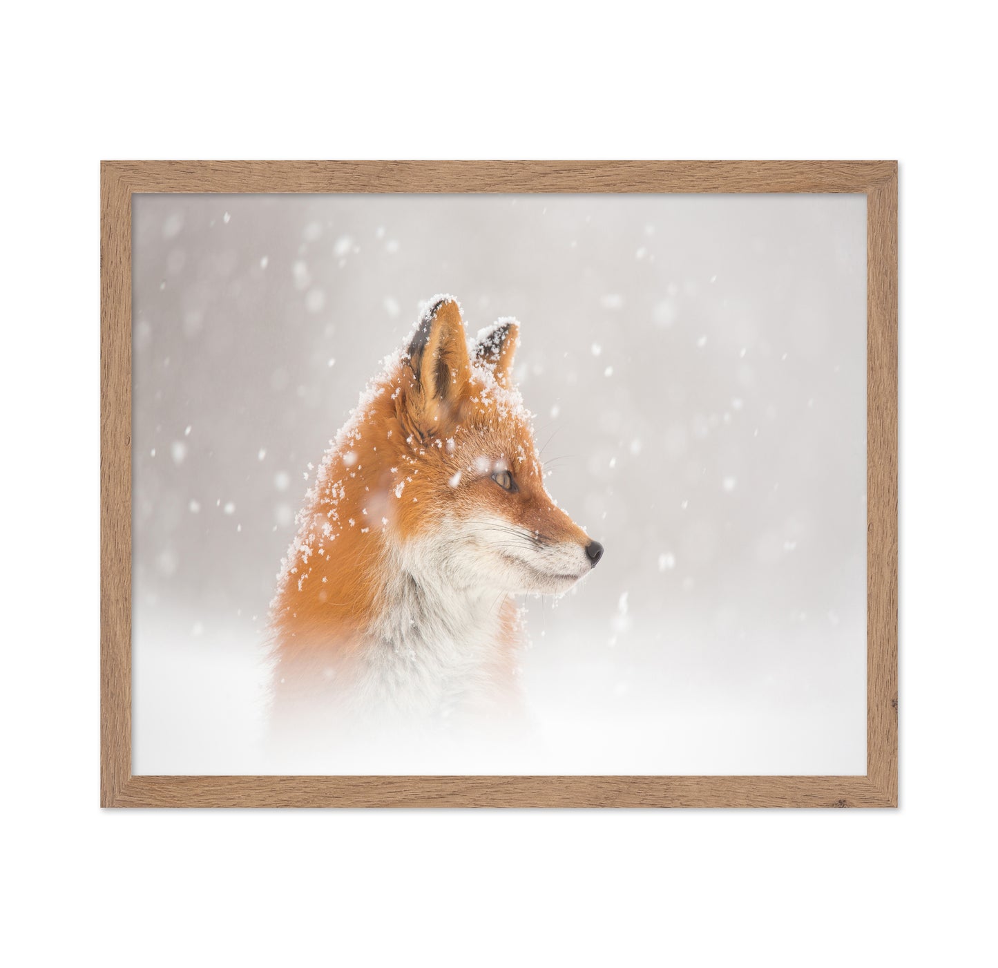 Snowy Fox Serenity