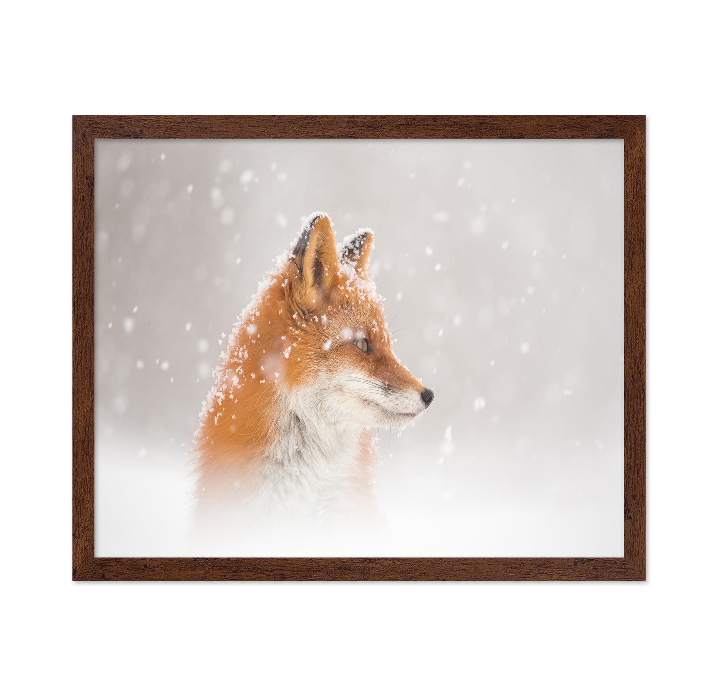Snowy Fox Serenity