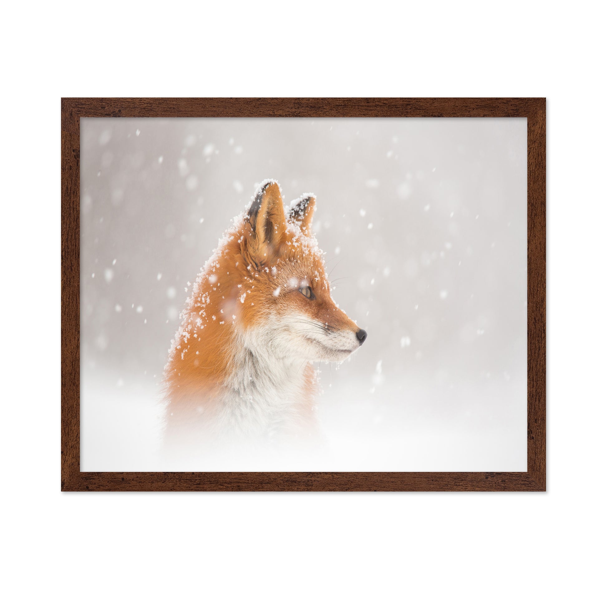 Snowy Fox Serenity