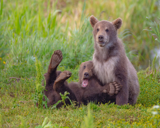 Bear Games