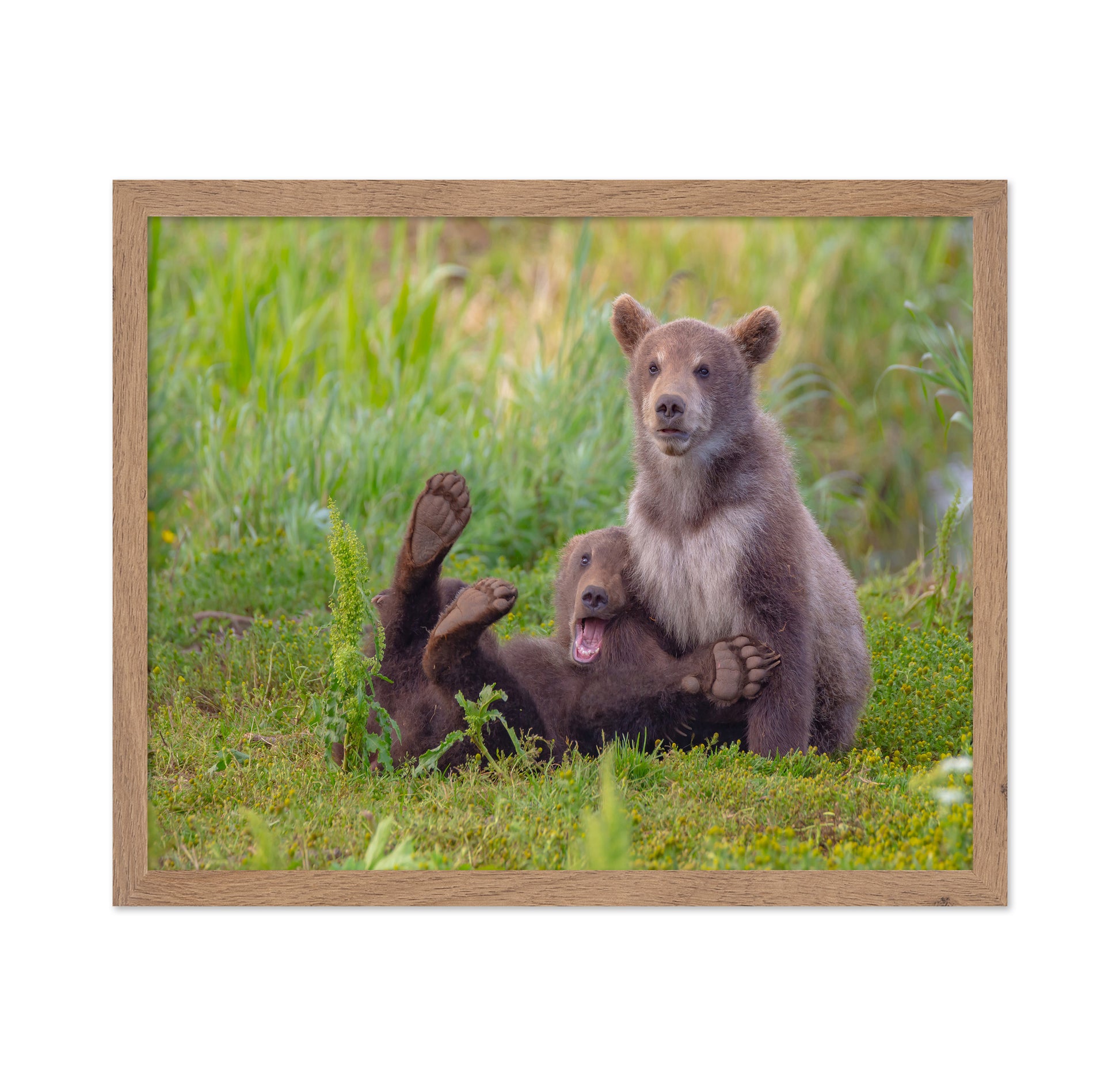 Bear Games