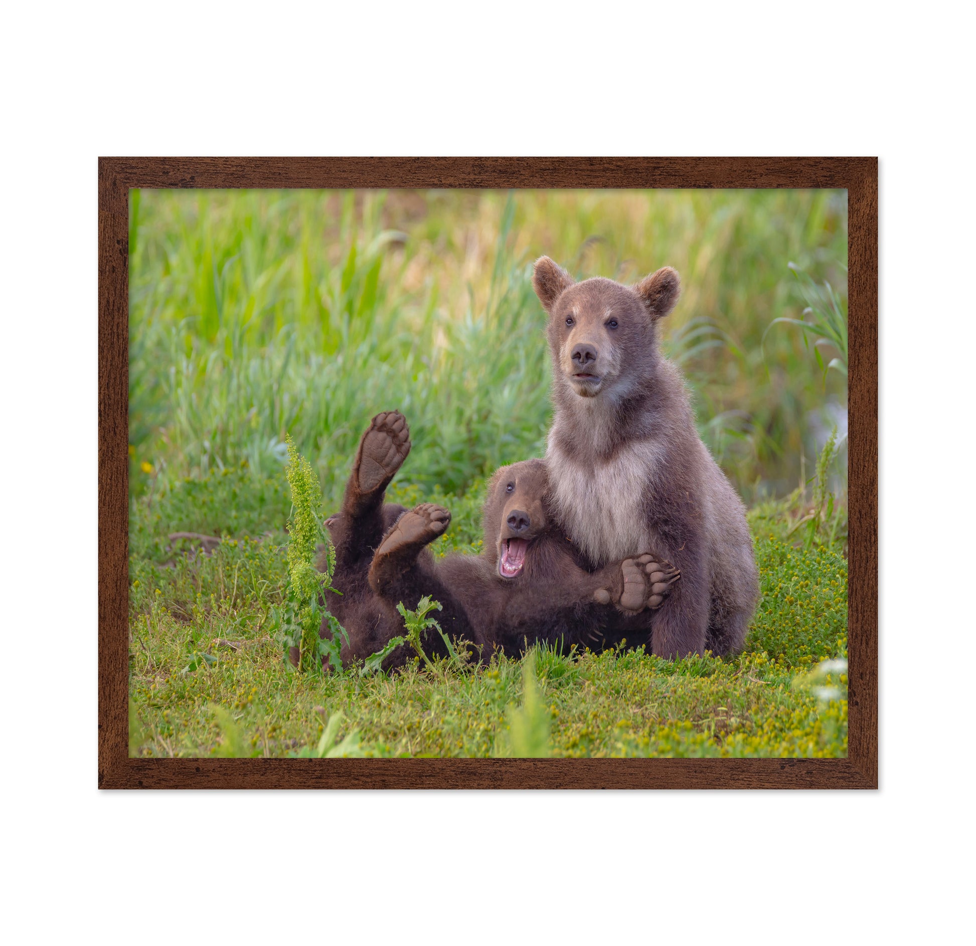 Bear Games