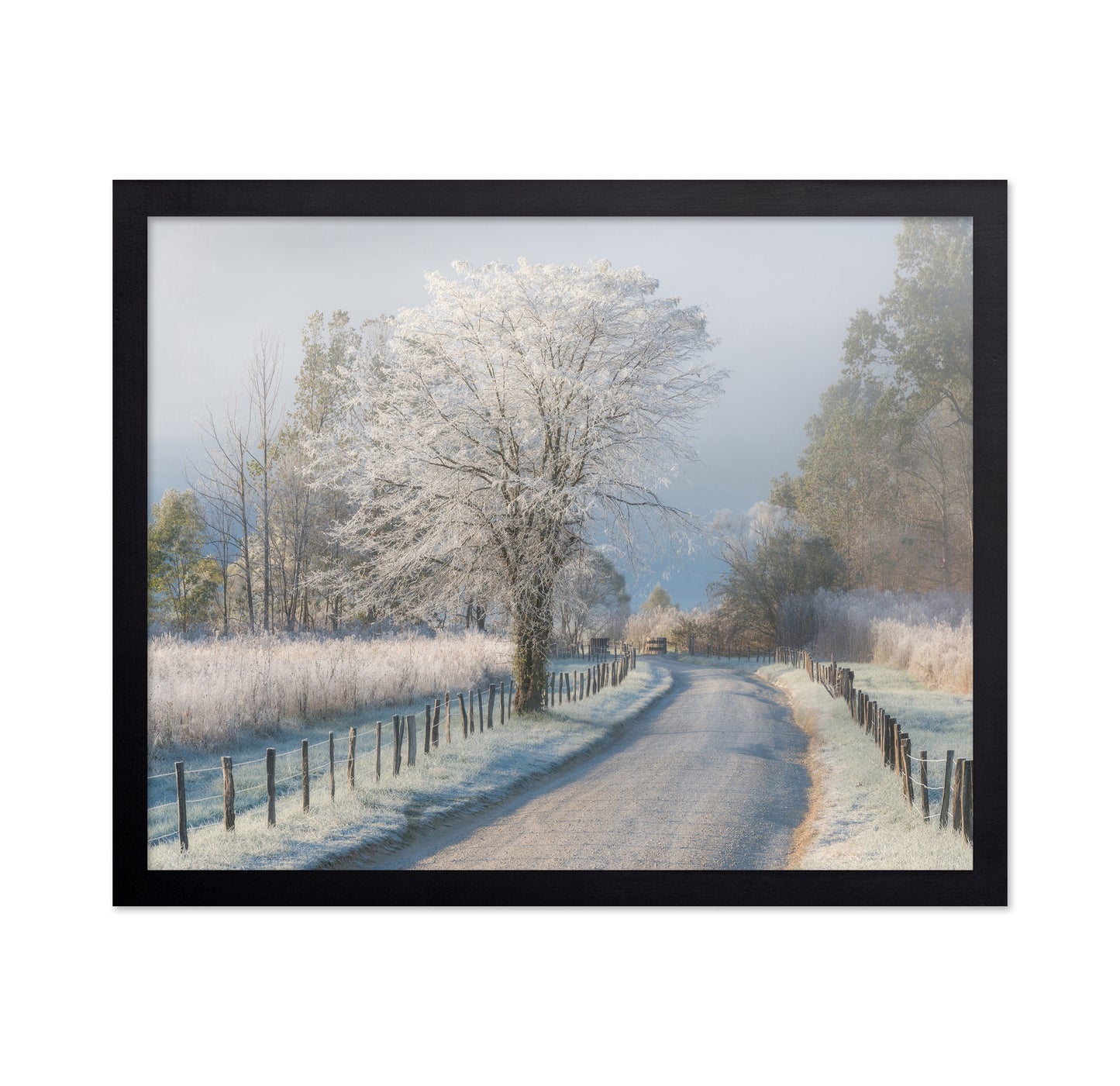 A Frosty Morning