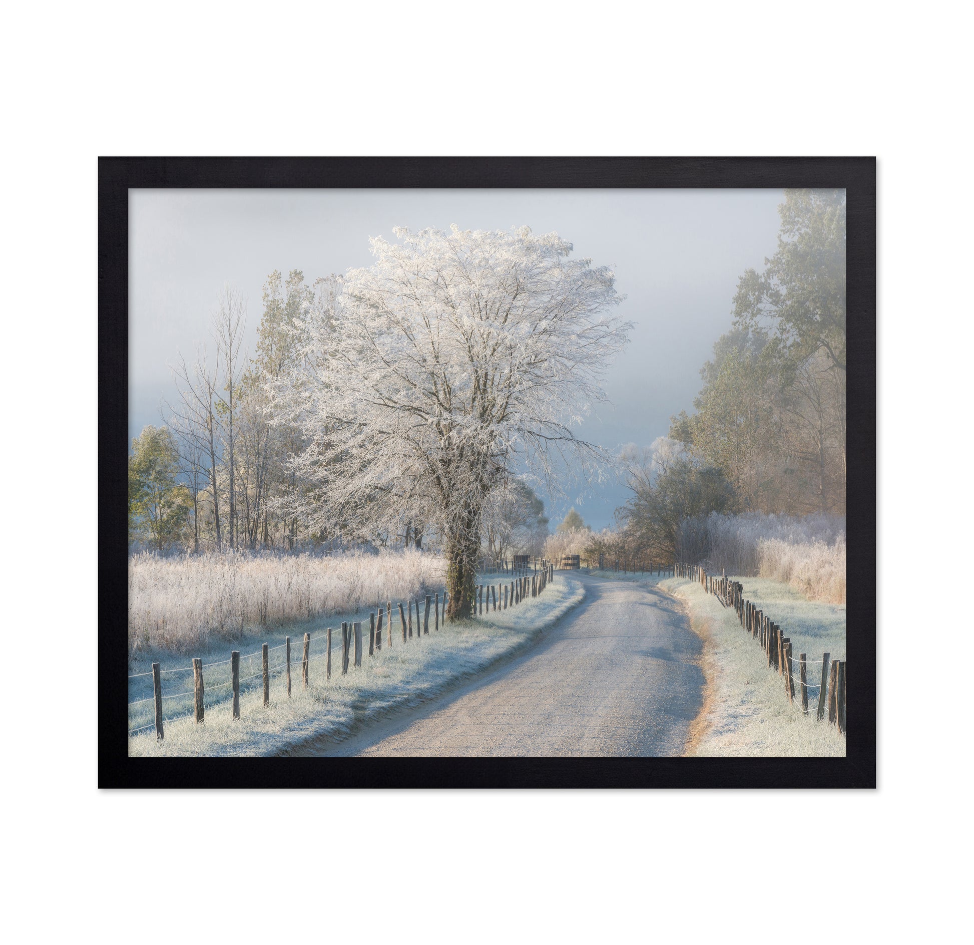 A Frosty Morning