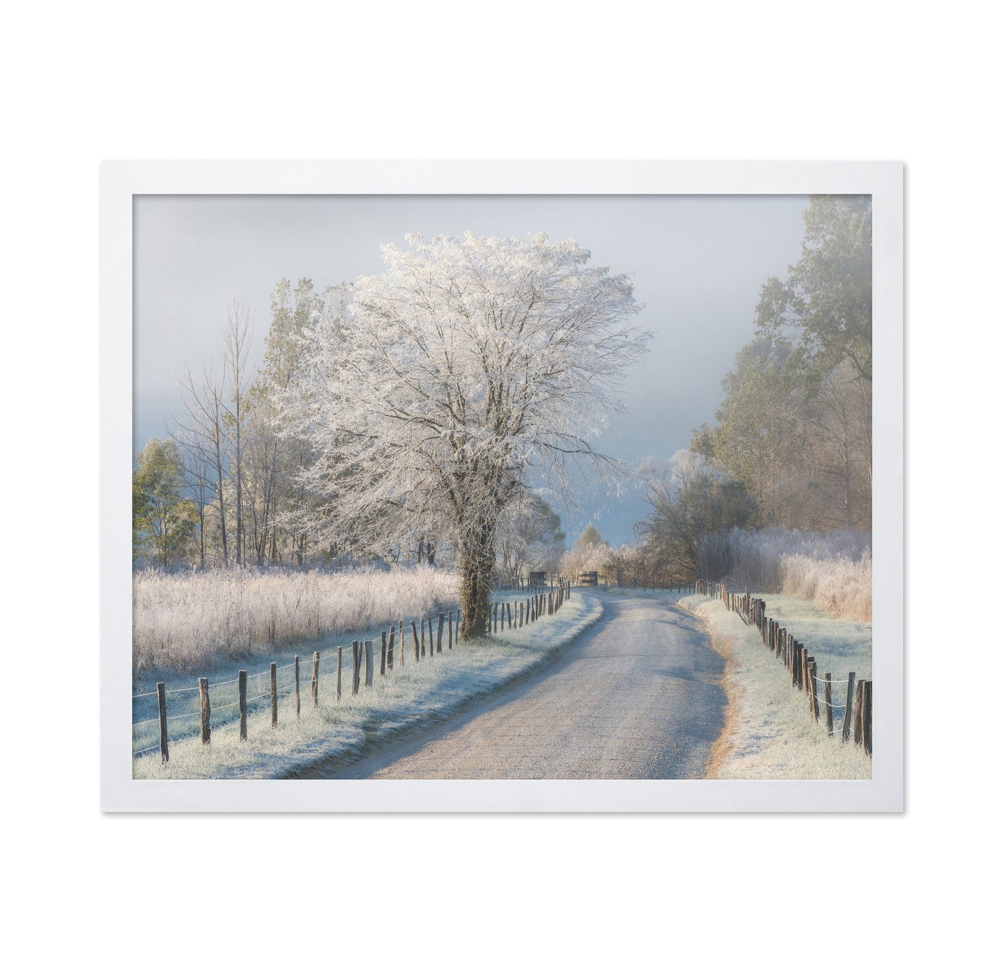 A Frosty Morning
