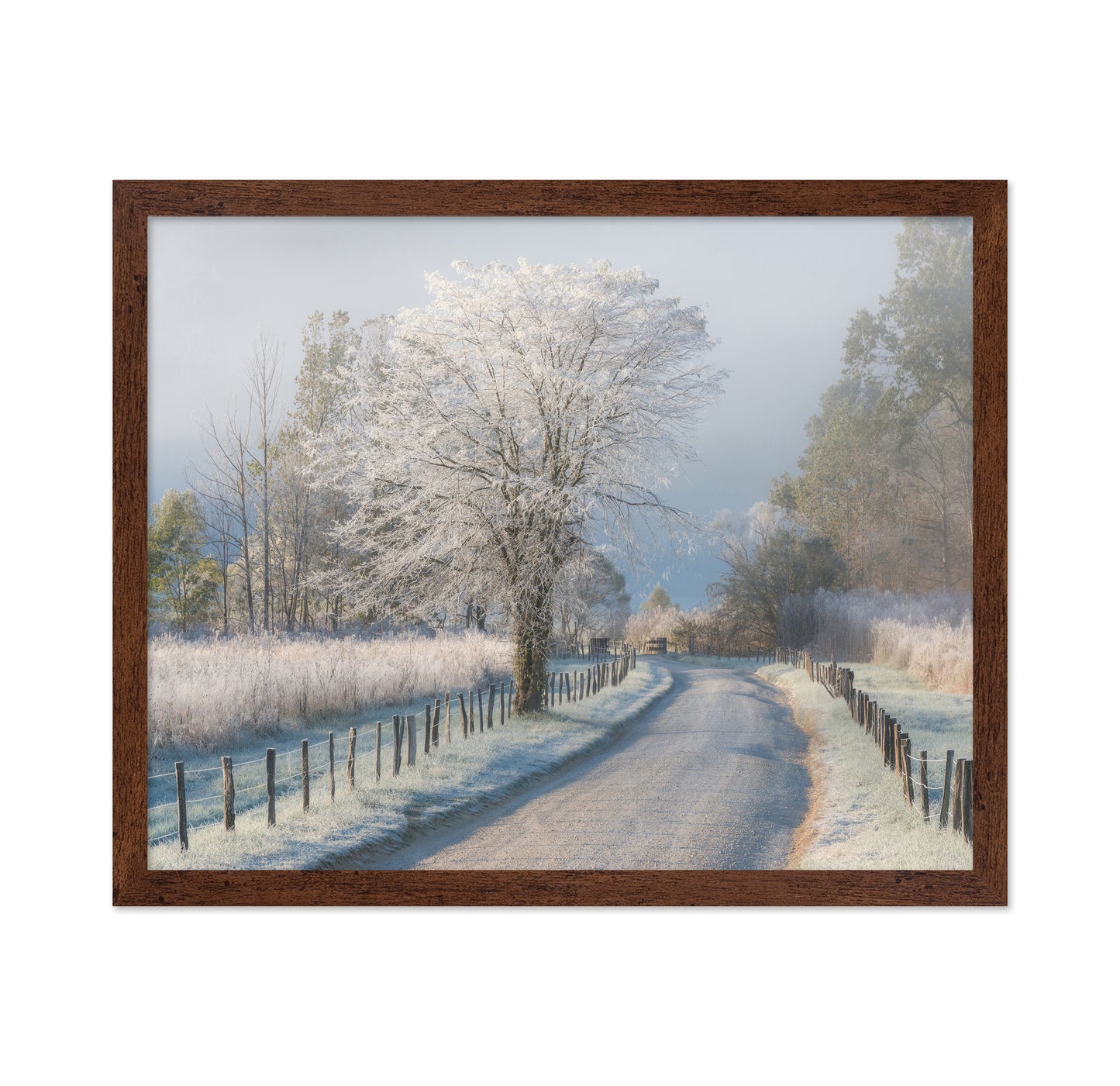 A Frosty Morning