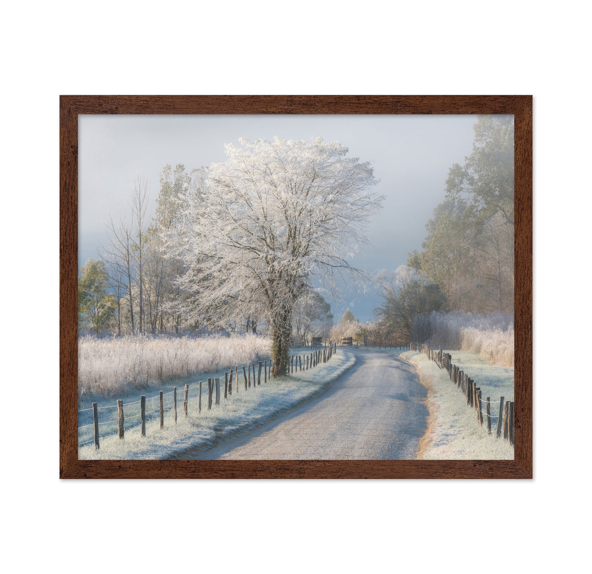 A Frosty Morning