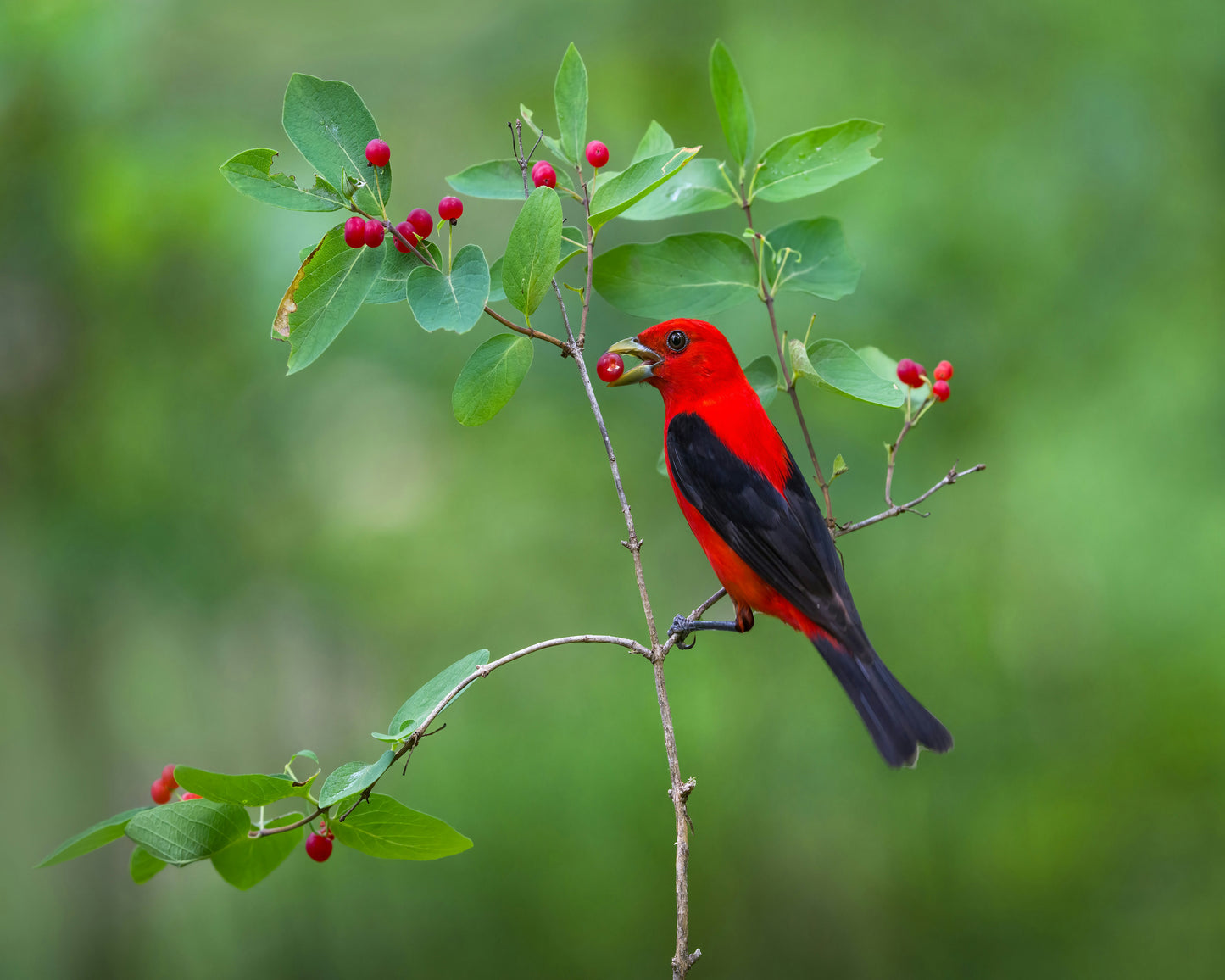Scarlet Tanager