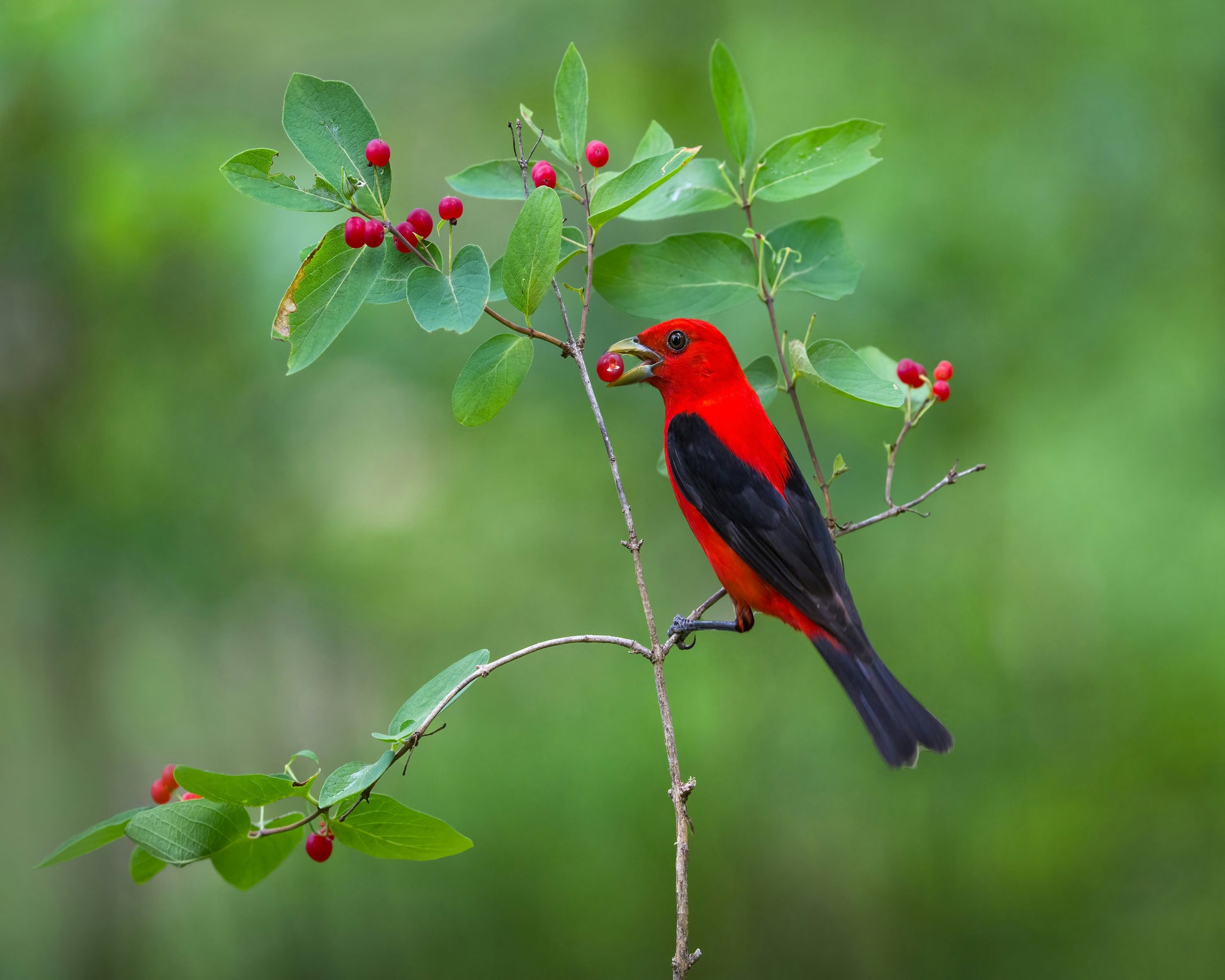 Scarlet Tanager