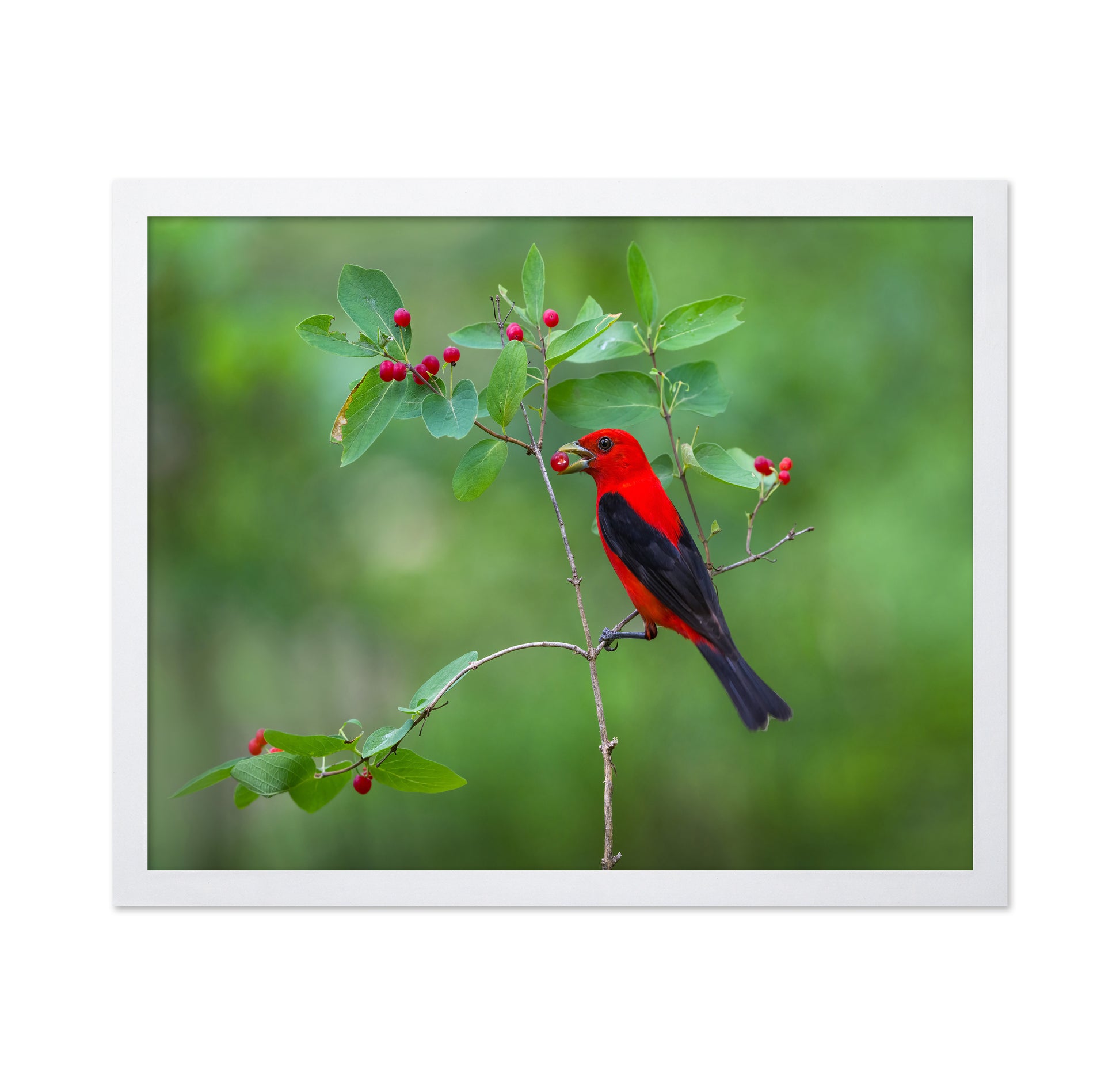 Scarlet Tanager