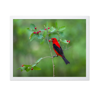 Scarlet Tanager