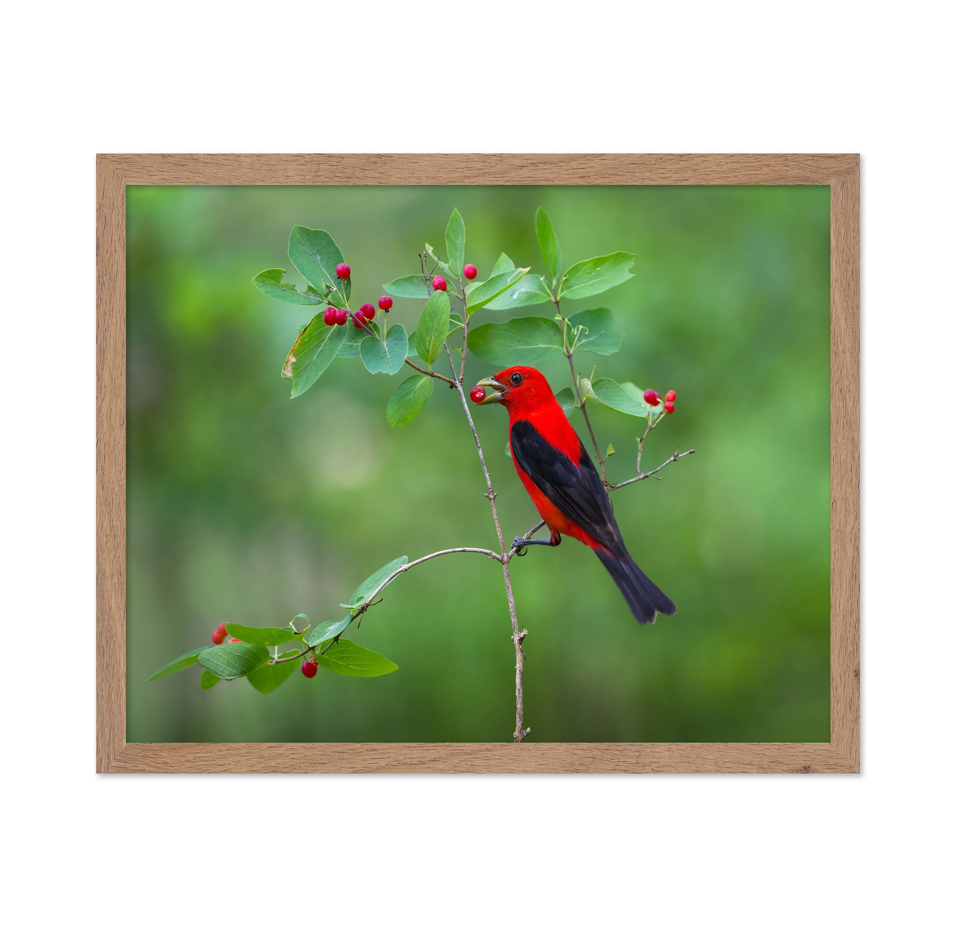 Scarlet Tanager
