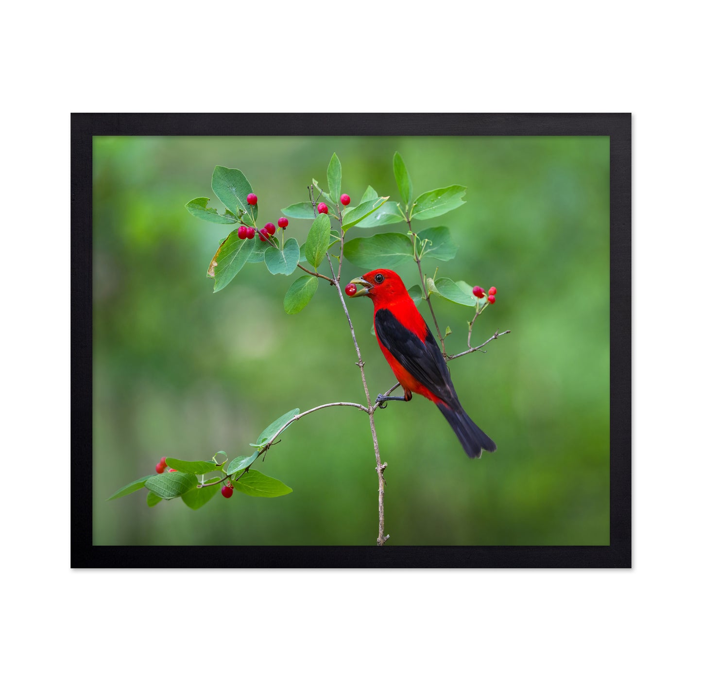Scarlet Tanager