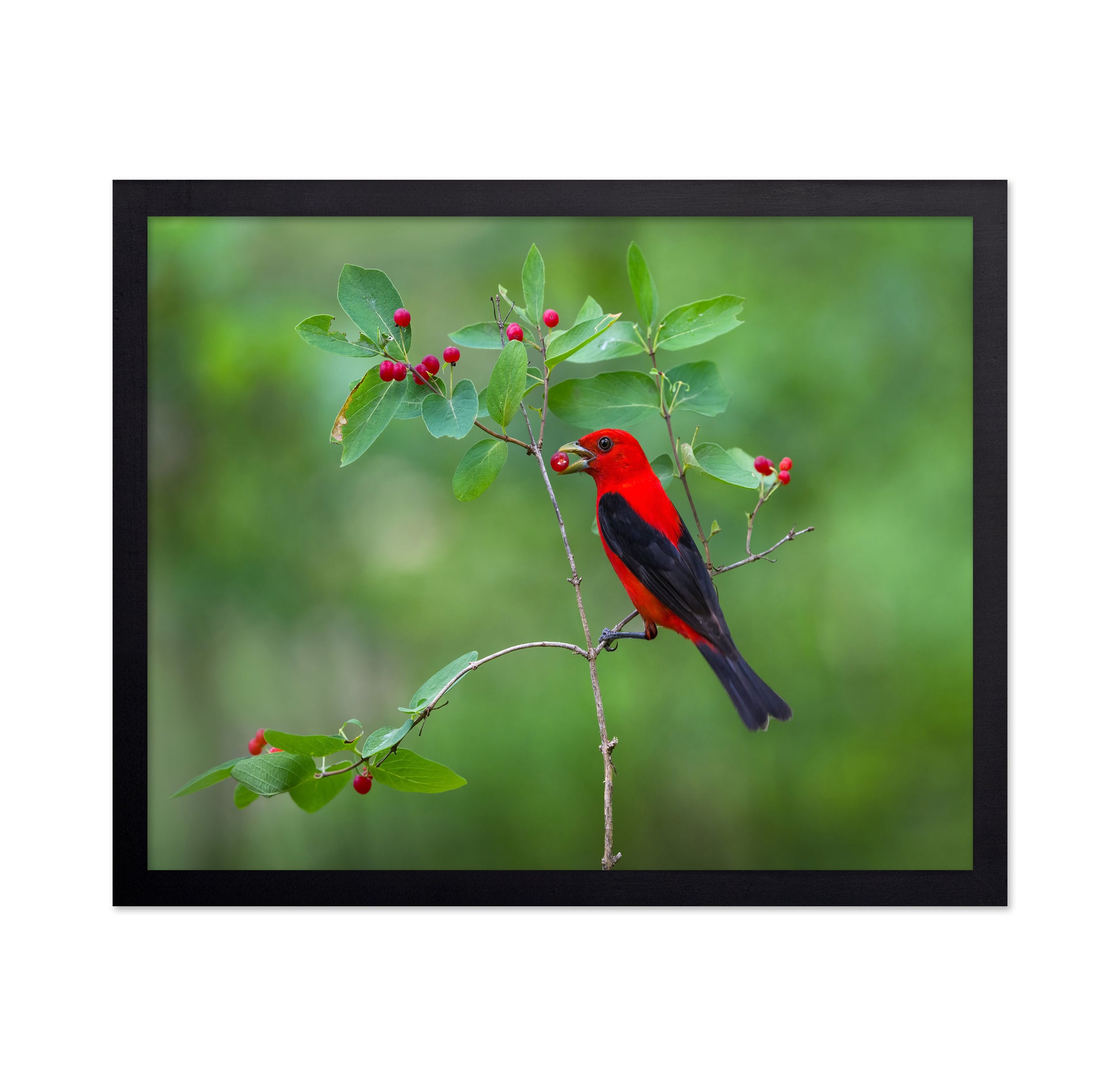 Scarlet Tanager