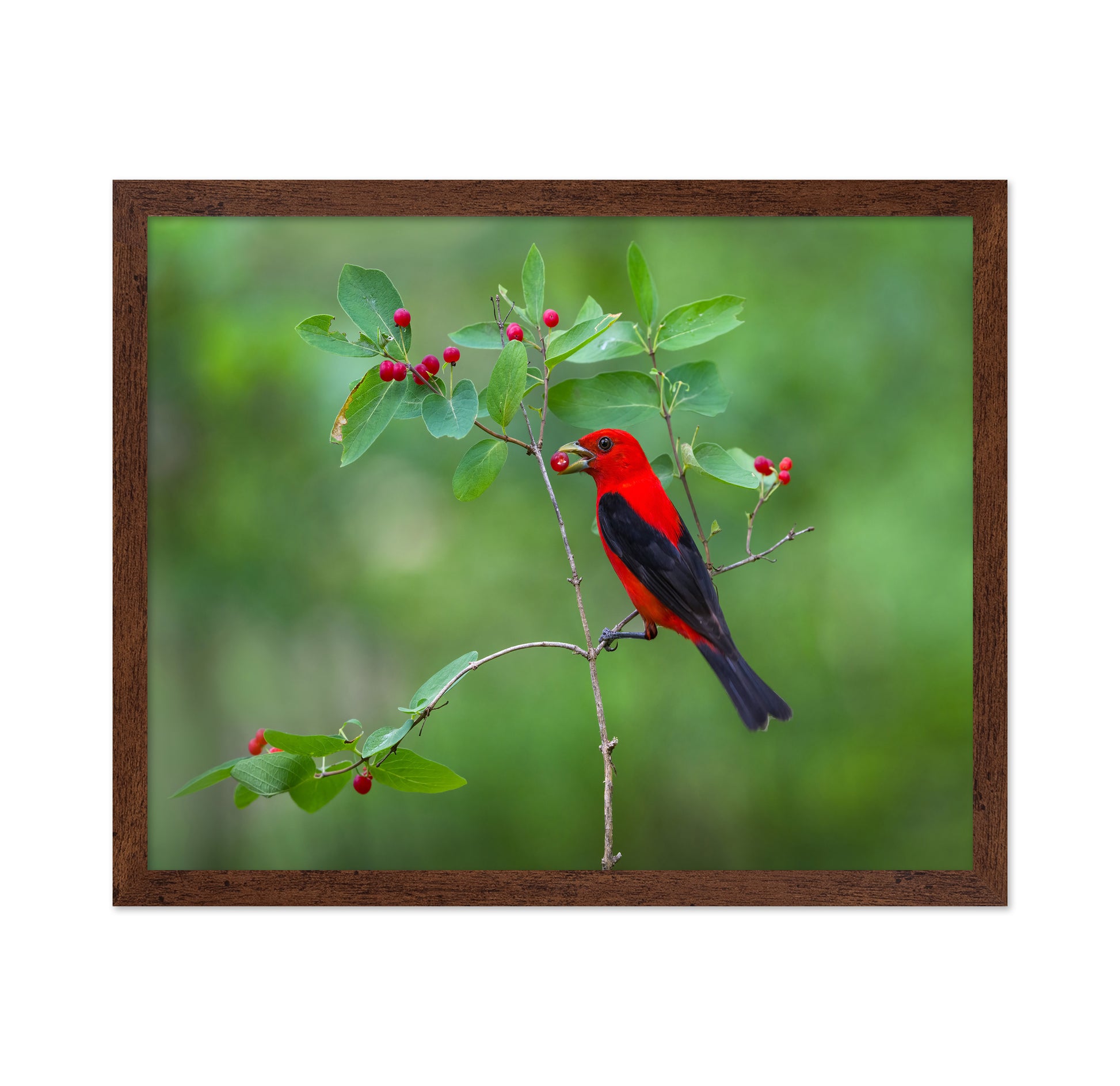 Scarlet Tanager