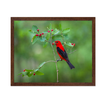 Scarlet Tanager