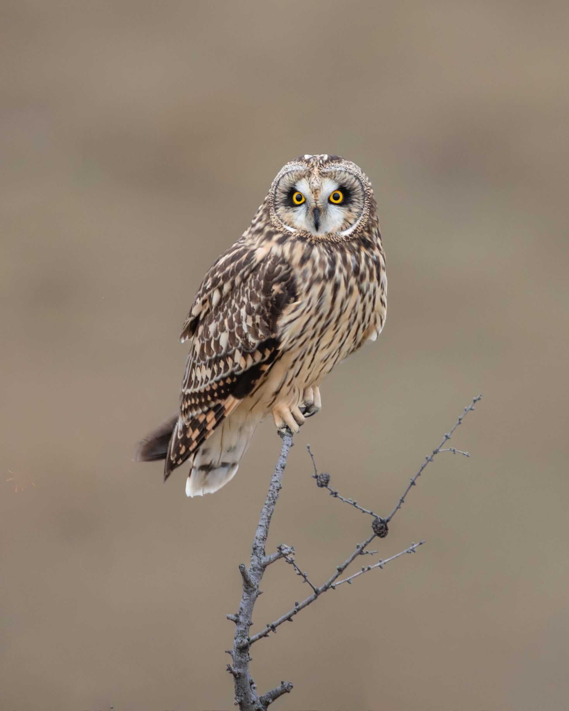 Short-Eared Owl