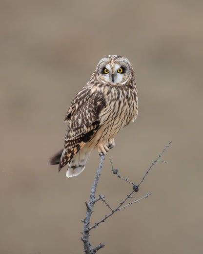 Short-Eared Owl