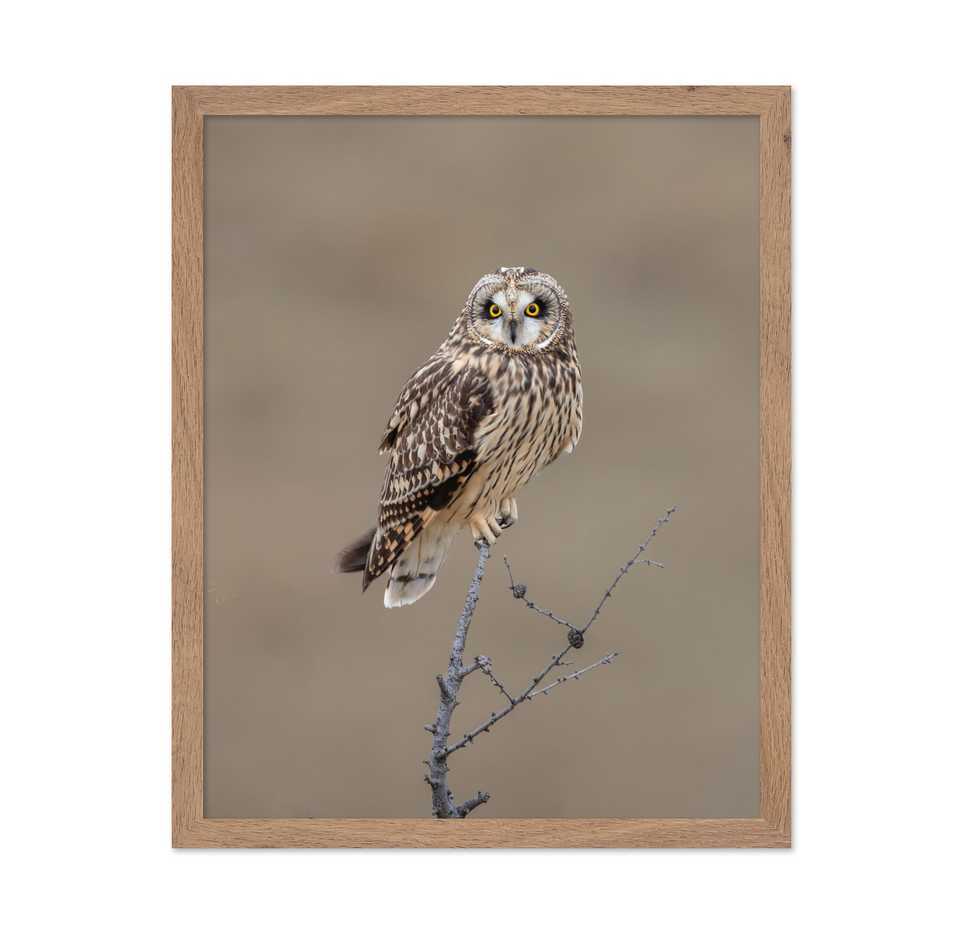 Short-Eared Owl
